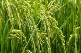 Ⅱ优505水稻栽培技术要点，6月20日前播种
