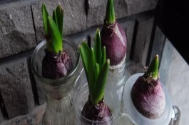 怎么种风信子种球，首先将其表面的土壤清洗干净