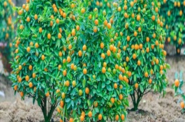 橘子生长在哪里，主要在长江中下游或长江以南地区