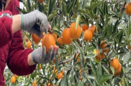 脐橙怎样种植，可以在大年期和小年期进行