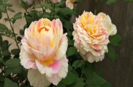 莫奈月季能长多高，属于灌木