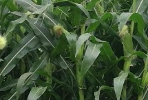 连发405玉米栽培技术要点，每亩适合密度4500株左右