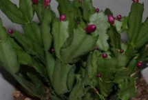 龙骨花的修剪方法，顶部、侧芽和枝条修剪方式不同