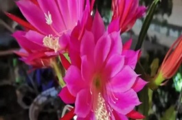 令箭荷花的扦插方法，栽植后压实根部周围的土壤
