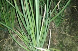 葱叶有白斑的处理方式，可能是遭受冻害、缺少水肥等