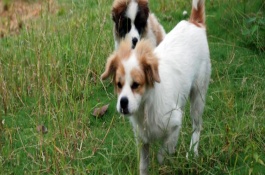 狗狗神经炎的治疗方式，会出现转圈运动、神志不清等症状