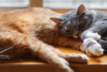 猫咪绝育的最佳年龄，主要是因为更安于家室而进食过量和缺乏运动