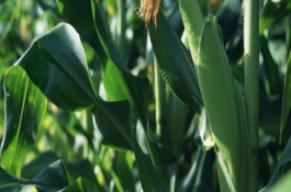 铁研669玉米栽培技术要点，在中等以上肥力土壤上栽培