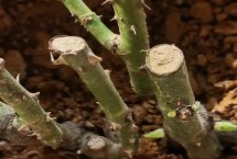 玫瑰老桩为什么种不活，假活一个月左右会死亡