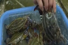 梭子蟹的生长条件，适宜温度为15.5-26℃