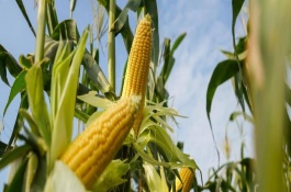 中元598玉米种特征特性，6月上旬种植为佳