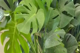 龟背竹什么时候开背，龟背竹适合家养