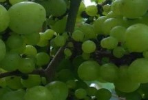 葡萄粒发黄是什么原因，品种原因或氮肥施用过量均会导致