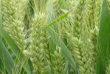 奥新66小麦栽培技术要点，每亩适宜基本苗18～20万