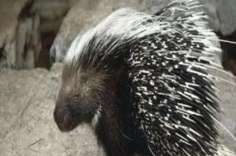 豪猪的刺掉了能否重新长出，豪猪身上的刺不可以发射出去