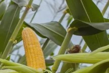 尧玉66玉米栽培技术要点，适宜播期4月下旬