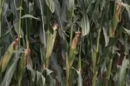 宁玉524玉米栽培技术要点，中抗小斑病