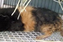 养殖荷兰猪有哪些注意事项，安静、温暖、湿度适中环境