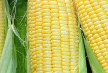 沃玉835玉米栽培技术要点，适宜播种期4月下旬至5月上旬