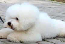 比熊犬怎么看纯度，2个月后便开始换牙