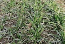 冬小麦是秋种夏收吗，9月中下旬至10月上旬播种来年5月底至6月中下旬收获