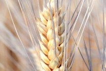 农麦55小麦栽培技术要点，每亩有效穗38.0万