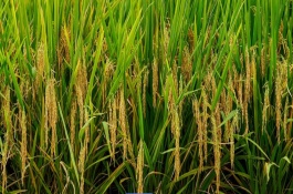 粳稻主要产自我国什么地区，地理分布和籽粒特点均不同