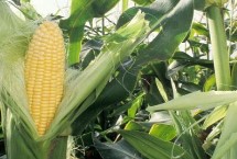 奥美95玉米栽培技术要点，喇叭口期用药剂防治玉米螟危害