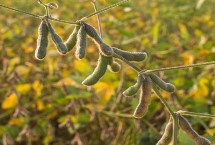 吉育363大豆栽培技术要点，出苗至成熟平均124天