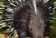 降低豪猪养殖成本的方法，一斤肉大概需要70元左右