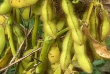 黑农307大豆栽培技术要点，该品种亚有限结荚习性