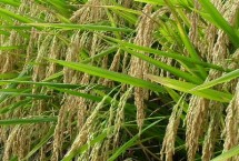 厨香优556水稻栽培技术要点，稻瘟病区种植要注意防治稻瘟病