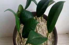 户外耐冬种植注意事项，首次扦插时间是在6月中、下旬