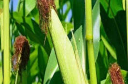 新糯玉14号玉米栽培技术要点，中等肥力以上地块种植