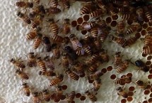 失王的表现，蜂群能自己造王