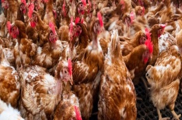 肉鸡热应激拉绿粪吗，要为其创造一个适宜的生长环境