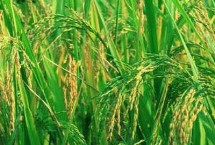 哈粳稻6号水稻栽培技术要点，该品种主茎13片叶