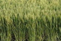 冀资麦16号小麦栽培技术要点，该品种属半冬性品种