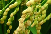 东研稻22水稻栽培技术要点，粳型常规水稻品种