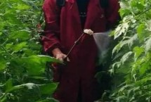 限制农药有哪些，这几类坚决不能用