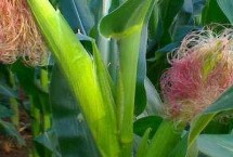 TT99玉米栽培技术要点，每亩适宜种植密度5000株