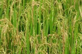 隆晶优413水稻栽培技术要点，秧田播种量每亩10千克
