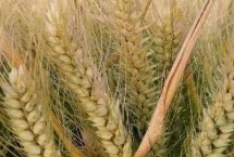 裕田麦126小麦栽培技术要点，每亩适宜基本苗14万—17万