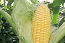 金世1620玉米栽培技术要点，适宜播期为4月下旬