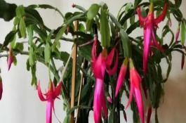 蟹爪兰的扦插方法，每天要晒光8-10小时