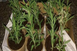 种植技术，可播种育苗或扦插繁殖