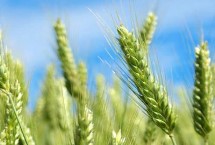 银兴206小麦栽培技术要点，每亩基本苗15万左右