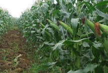 甘玉甜5号玉米栽培技术要点，种植密度每亩4500株