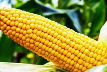 秦粮302玉米栽培技术要点，适宜播种期4月下旬-5月上旬