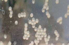 鱼卵怎么处理，鱼的种类不同鱼卵的存活情况也不同